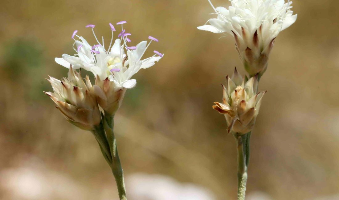 Akseki ilçesinde Hanımeligiller (Caprifoliaceae) familyasından, Pelemir (Cephalaria) cinsinden yeni bir